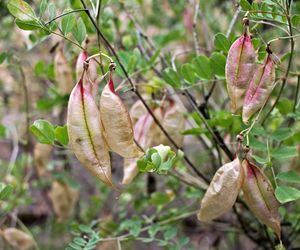 Moszenki południowe - Colutea arborescens