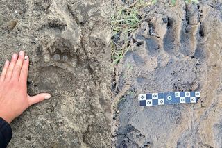 Niedźwiedź zawędrował w Gorce. Park narodowy apeluje do turystów