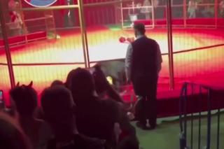Ogromny niedźwiedź zaatakował tresera w cyrku. Horror na oczach setek dzieci