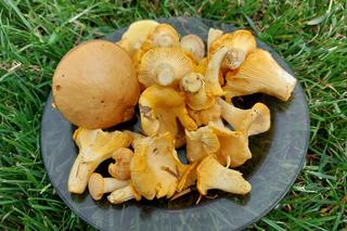 Grzyby w Lubuskiem - okolice Strzelec Krajeńskich