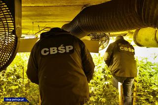 CBŚP zlikwidowało w Łódzkiem OGROMNĄ plantację marihuany. Zatrzymani podejrzani o udział w zorganizowanej grupie przestępczej