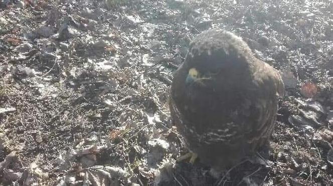 Policja ruszyła z pomocą osowiałemu myszołowowi. Ptak był w bardzo złym stanie