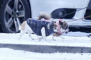 Marta Kaczyńska na zimowym spacerze ze swoimi pieskami