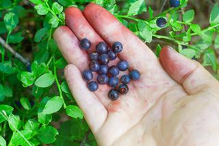 Plamy z owoców: czym domyć ręce po czarnych porzeczkach, jagodach, śliwkach i grzybach?