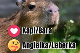 Te kapibary sa naprawdę słodkie! Właśnie Ty możesz wybrać dla nich imiona