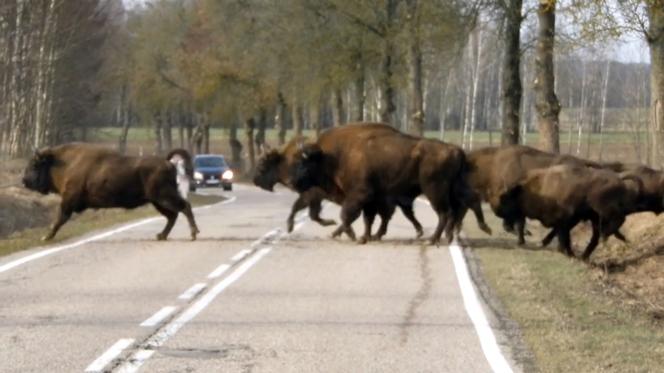 Ogromne stado żubrów wstrzymało ruch na jezdni w Puszczy Knyszyńskiej