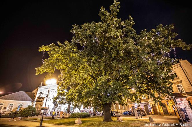 Radomski Dąb Wolności walczy o Drzewo Roku. Głosowanie trwa