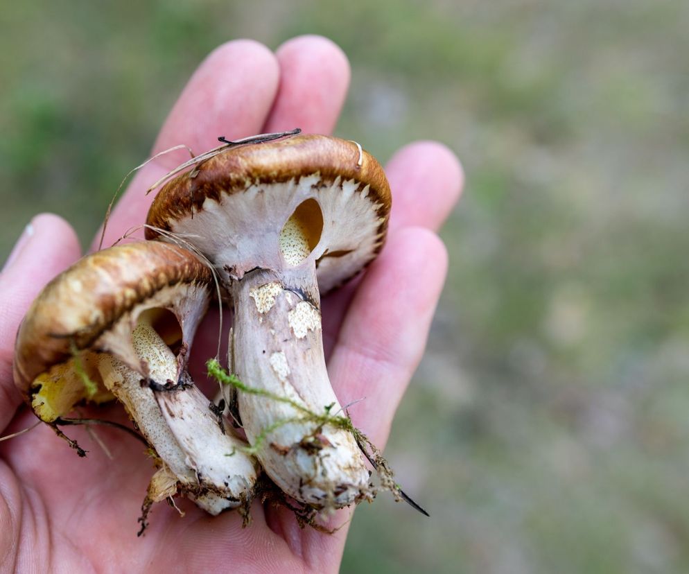 Sos z maślaków do ziemniaków, makaronu lub kaszy. Idealny obiad po udanym grzybobraniu