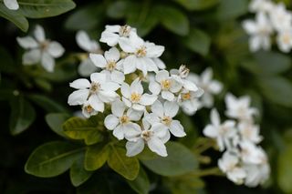 Czojsia trójlistkowa - Choisya ternata