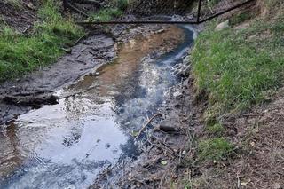 Rzeka Wilga w Krakowie i w Swoszowicach