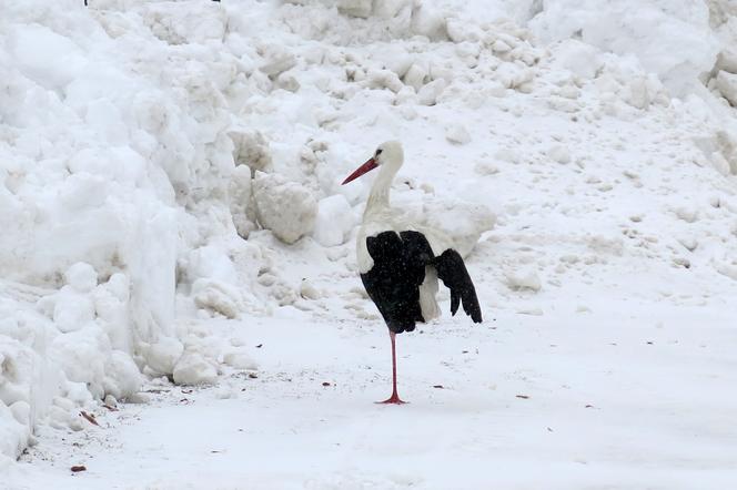 Bocian spędza zimę w Topolanach na Podlasiu