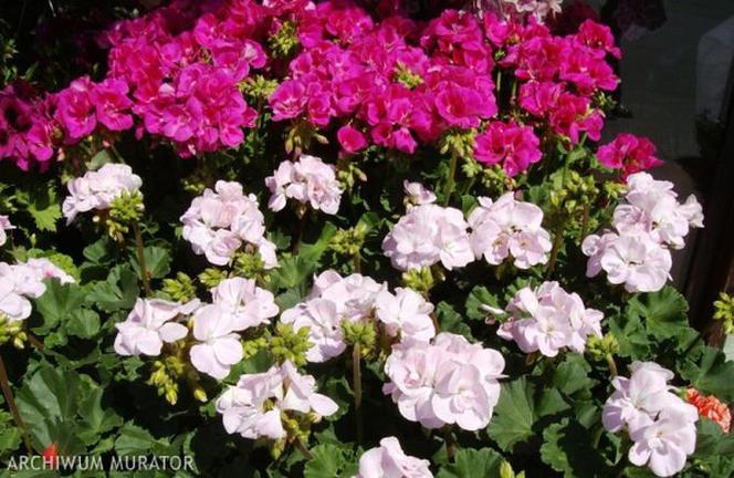 Pelargonie