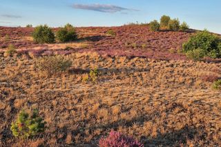 Rezerwat Wrzosowiska w Okonku
