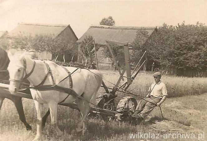 Wilkołaskie żniwa w I połowie XX wieku