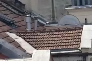 Niezwykła akcja strażaków na Nowym Świecie. Pies hasał po dachu kamienicy