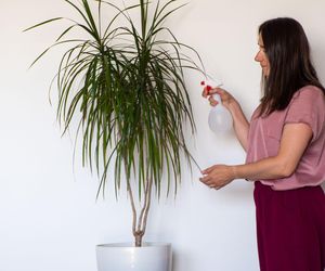 Dracena pielęgnacja - jak dbać o draceny w domowej uprawie?