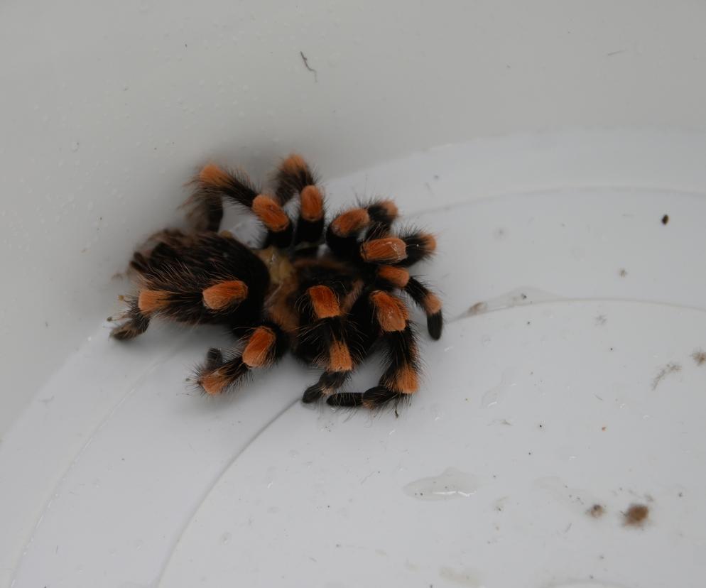 Egzotyczny pająk uciekł z domu! Akcja służb w centrum Gdyni 