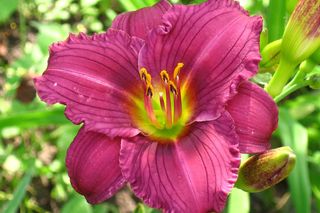 Liliowiec 'Little Grapette'