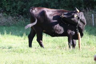 PIESEK URATOWAŁ PANA PRZED BYKIEM