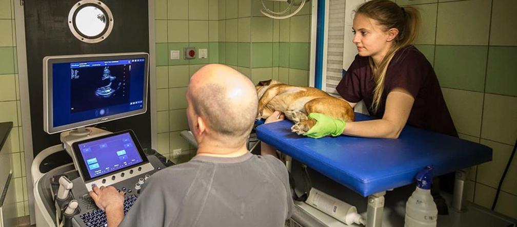 Badanie serca w lecznicy Ada w Przemyślu