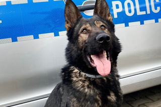 Psi policjant będzie ścigał przestępców w Świdniku. Jego specjalność to materiały wybuchowe