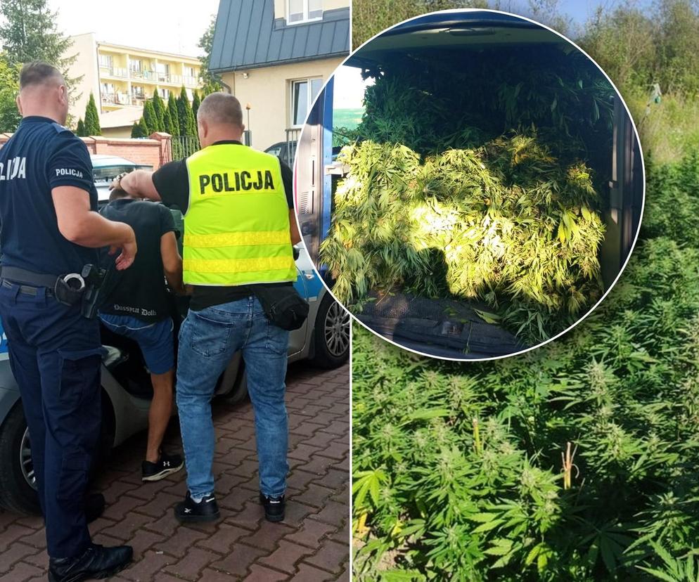 Policjanci zatrzymali mężczyzn uprawiających plantacje marihuany za 2 mln zl