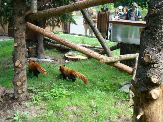 Zoo w Chorzowie: pandy czerwone