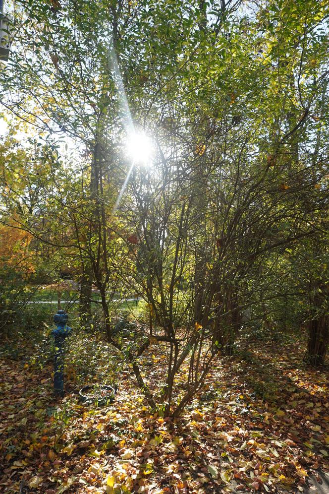 Park Wilsona jesienią