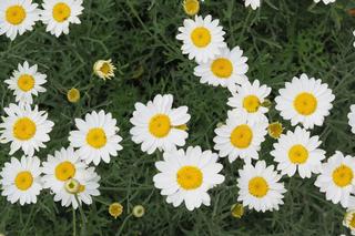 Złocień dalmatyński