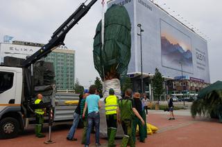 Palmy wróciły na rynek w Katowicach