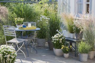 Najpiękniejsze trawy ozdobne na balkon i do ogrodu. TOP 15 gatunków niskich i wysokich