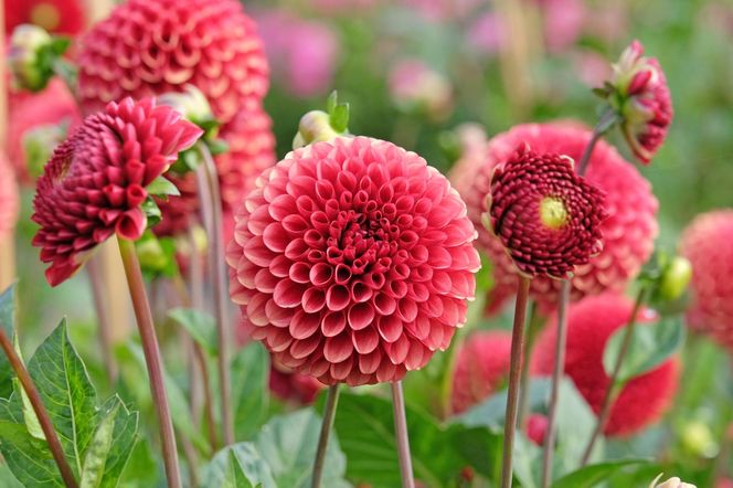 Dalia - Lew