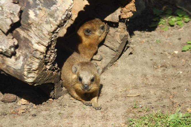 Zoo w Warszawie. Góralki