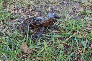 Gigantyczne raki opanowały rzekę Wieprzę. Czy są groźne?