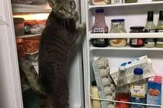 30 śmiesznych kotków, które poprawią Ci humor! Ta galeria roztopi każde serce 