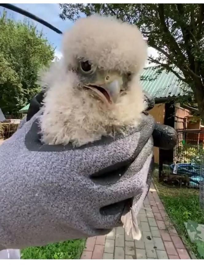 Podkarpackie. Pustułkę boli gardło [ZDJĘCIA]