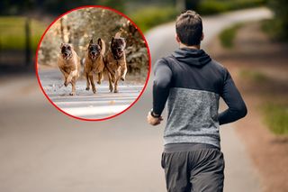 Śmiertelny atak psów. Zgłosił się kolejny poszkodowany! Zwierzęta odgryzły mu uszy