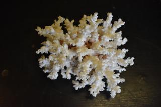 Koralowiec i preparaty zawierające ekstrakty z pławikonika japońskiego zatrzymane na podkarpackiej granicy 