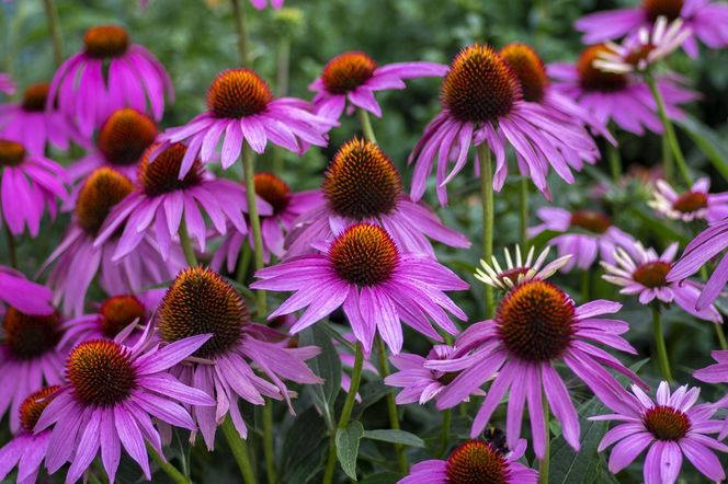 Echinacea purpurea – piękna bylina o prozdrowotnych właściwościach