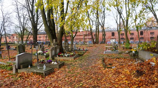 To prawdopodobnie najstarsza aleja drzew w Olsztynie. Znajduje się na cmentarzu [ZDJĘCIA]