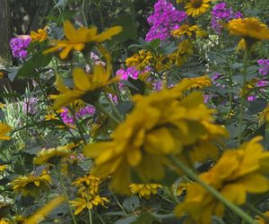 Letni spacer w zielonym sercu Bydgoszczy. Ogród Botaniczny UKW zaprasza!