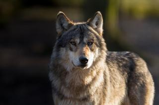 8-latek pogryziony przez wilka w zoo. Chłopiec trafił do szpitala z raną na piersi