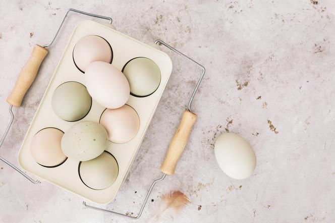 Araukana, kura znosząca kolorowe jajka: pochodzenie, wygląd, przydatność dwa