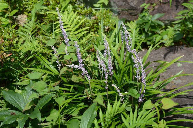 Liriope szafirkowata