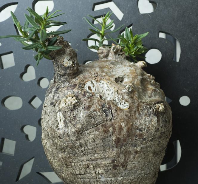 Pachypodium bispinosum
