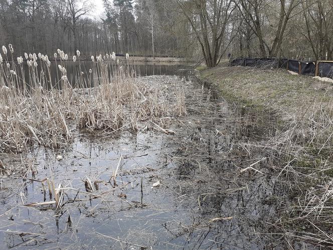 Ochrona żab na Barbarce