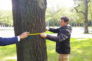 Tomograf dla drzew w Dąbrowie Górniczej 