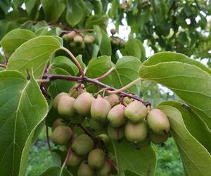 Wyjątkowe owoce rosną pod Bydgoszczą. Wiadomo już, że mini kiwi mają 20 składników odżywczych, a naukowcy nie skończyli liczyć