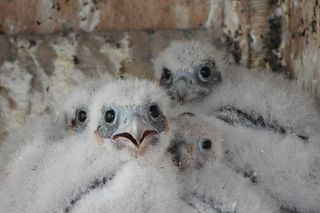 Toruńskie sokoły zostaną zaobrączkowane