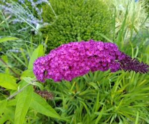 Budleja Dawida (Buddleja davidii) 